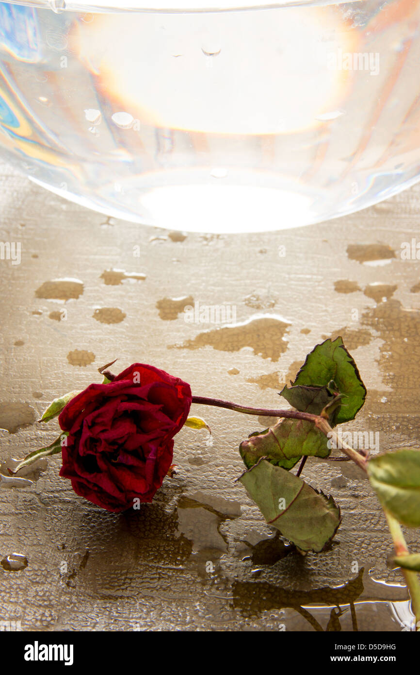 Dry rose rouge sur fond humide. Concept d'automne. Banque D'Images