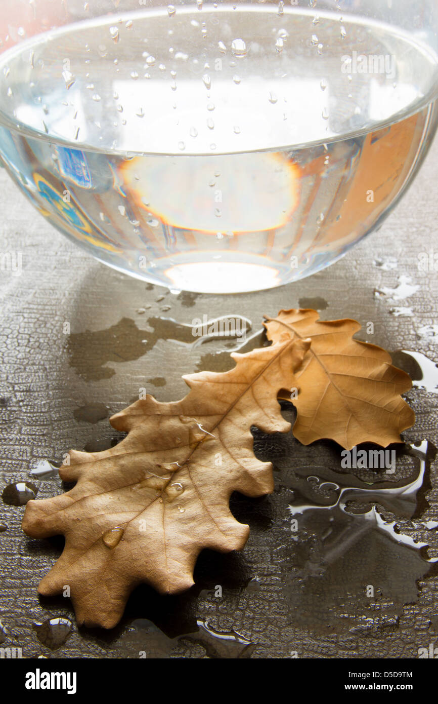 Feuilles de chêne sec sur fond humide. Concept d'automne. Banque D'Images