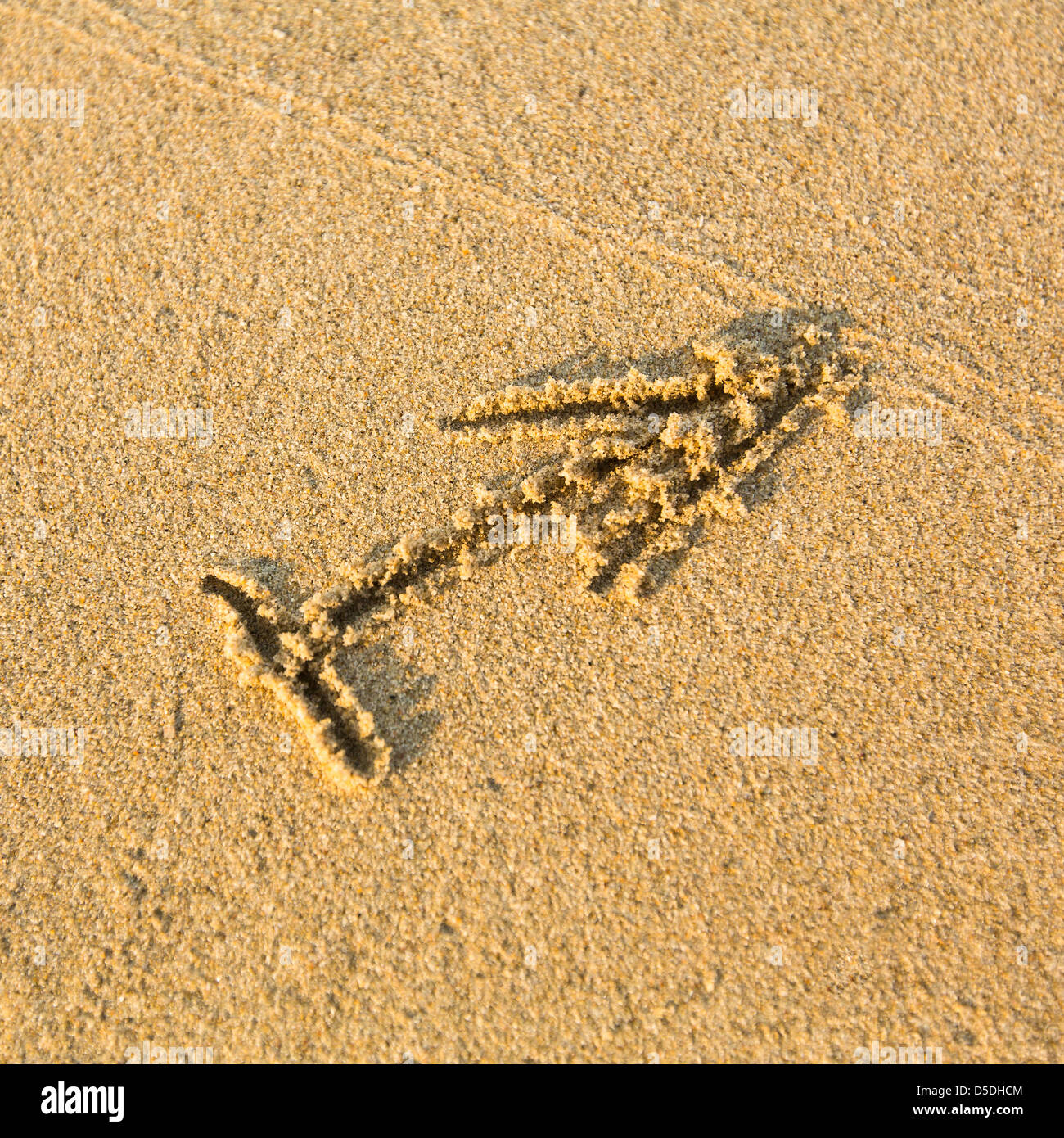 Signe astrologique Sagittaire, dessiné sur la facture, le sable de la plage. Les signes du zodiaque (série) Banque D'Images
