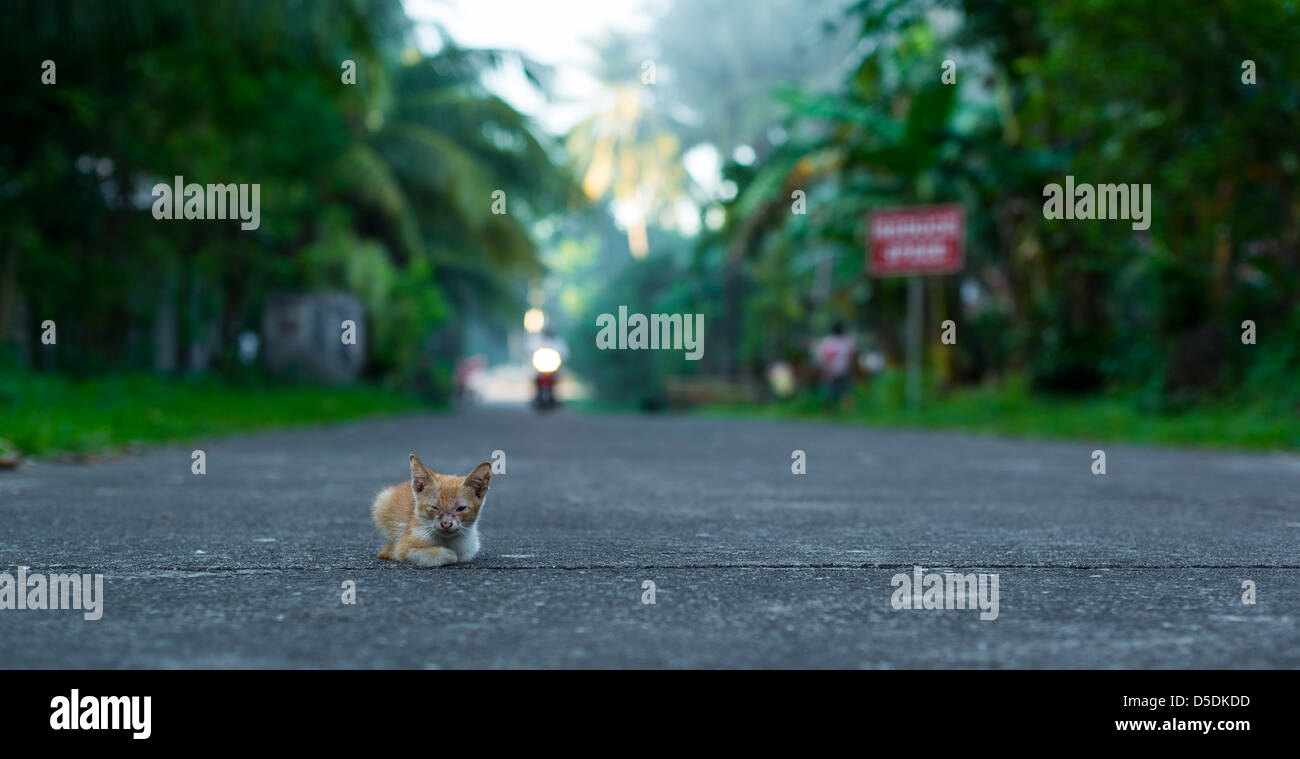 Très jeune chaton couché sur l'asphalte dans la région de Visayas, Philippines Banque D'Images