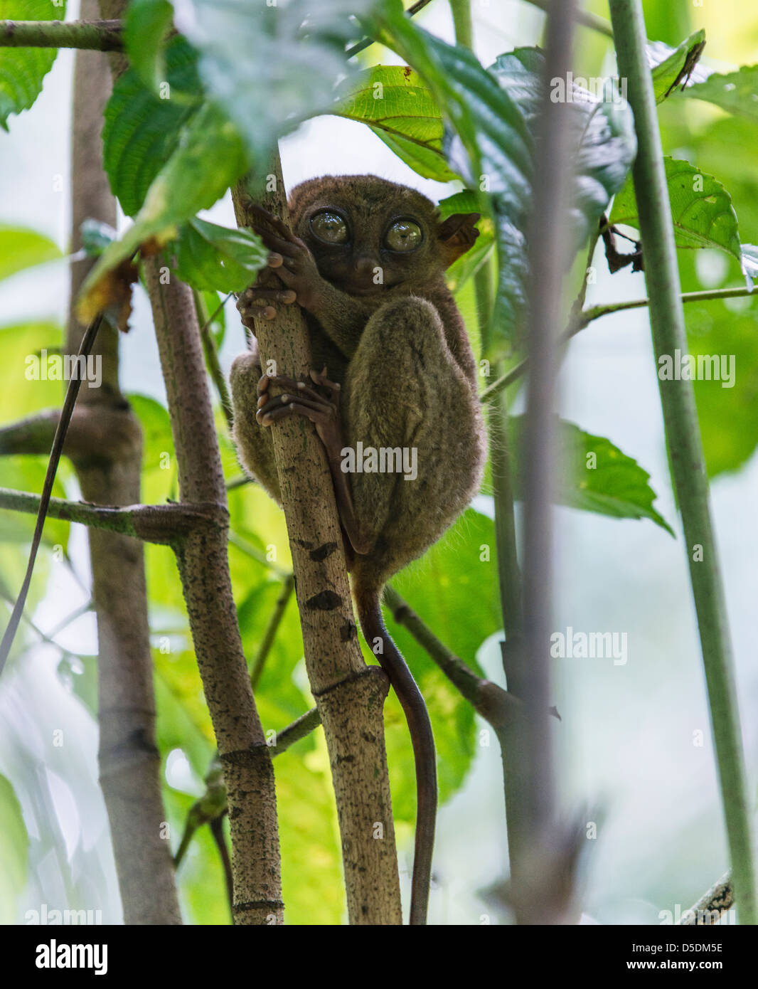 Primate Tarsier assis dans un arbre Banque D'Images