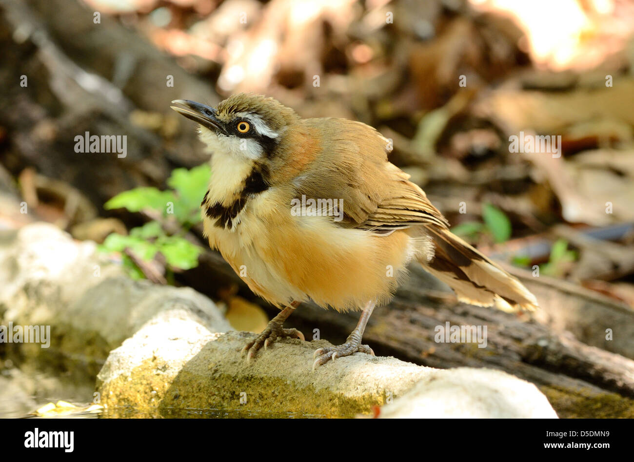 Beau petit Necklaced laughingthrush (Garrulax moniliger) au Sanctuaire de faune de Huay Kha Khaeng,Thaland Banque D'Images