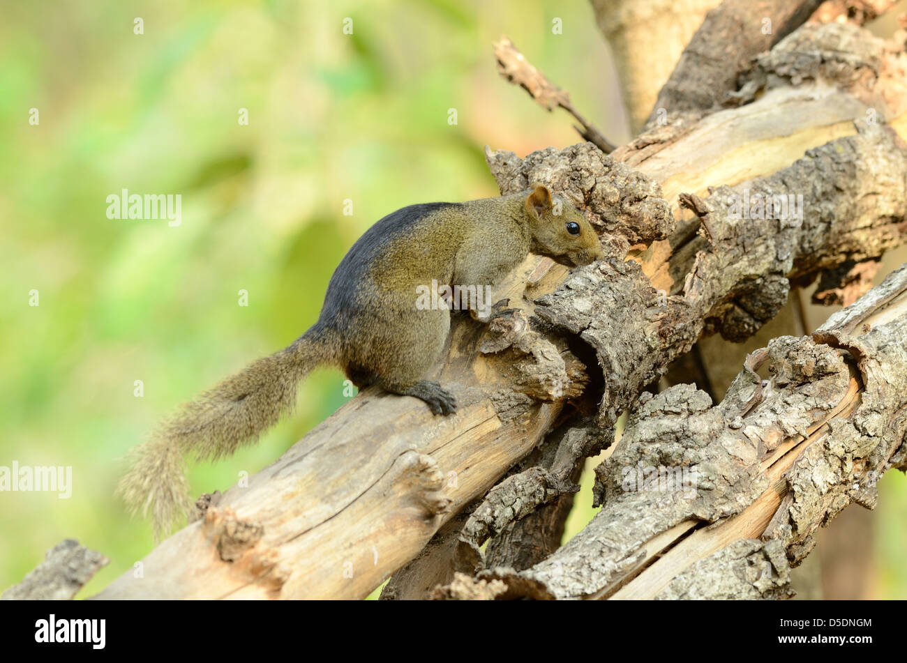 Belle l'Écureuil Palla (Callosciurus erythraeus) au Sanctuaire de faune de Huay Kha Khaeng,Thaland Banque D'Images