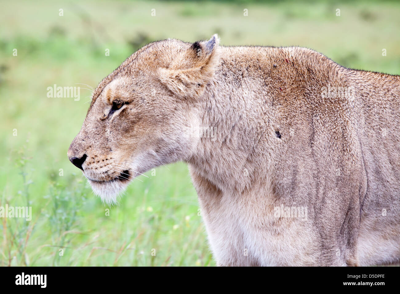 Femme Lion dans la brousse. L'Afrique du Sud, Kruger National Park. Banque D'Images