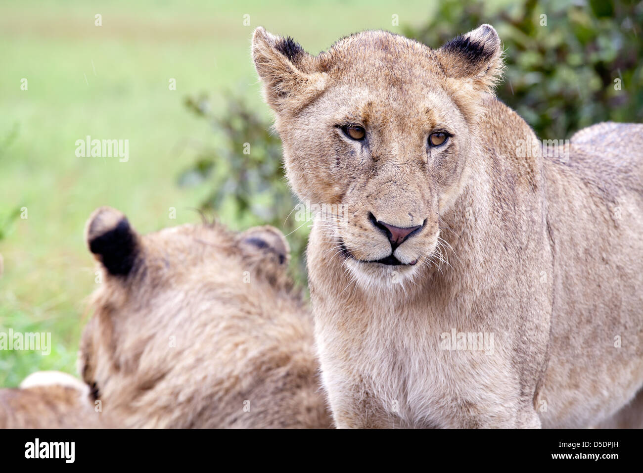 Femme Lion dans la brousse. L'Afrique du Sud, Kruger National Park. Banque D'Images