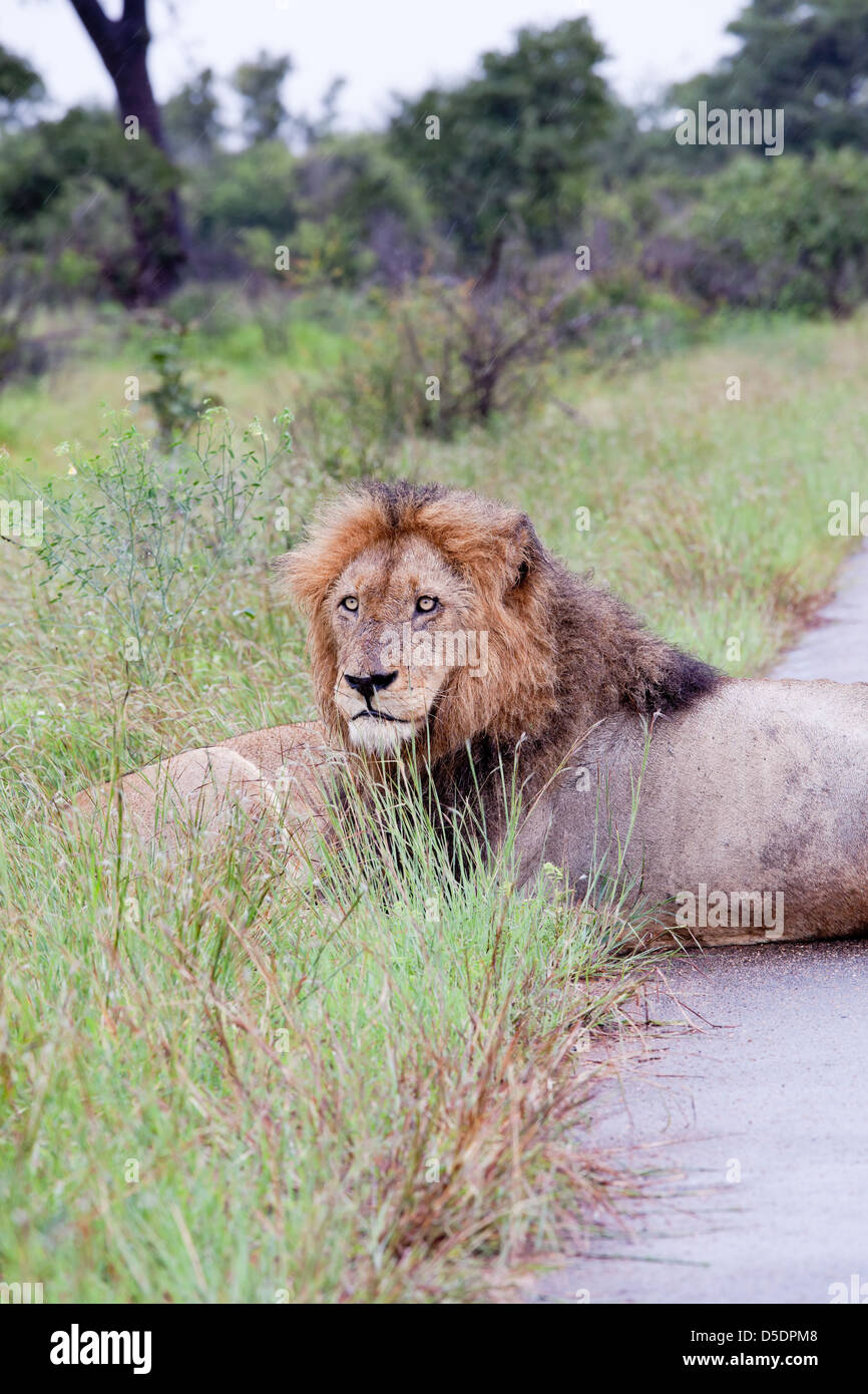 Lion dans la brousse. L'Afrique du Sud, Kruger National Park. Banque D'Images