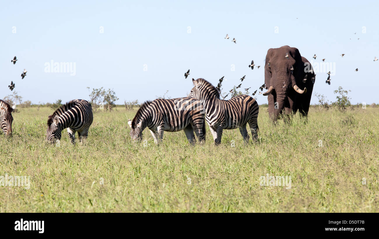 Avec l'éléphant zèbres et les oiseaux dans la brousse. L'Afrique du Sud, Kruger National Park. Banque D'Images