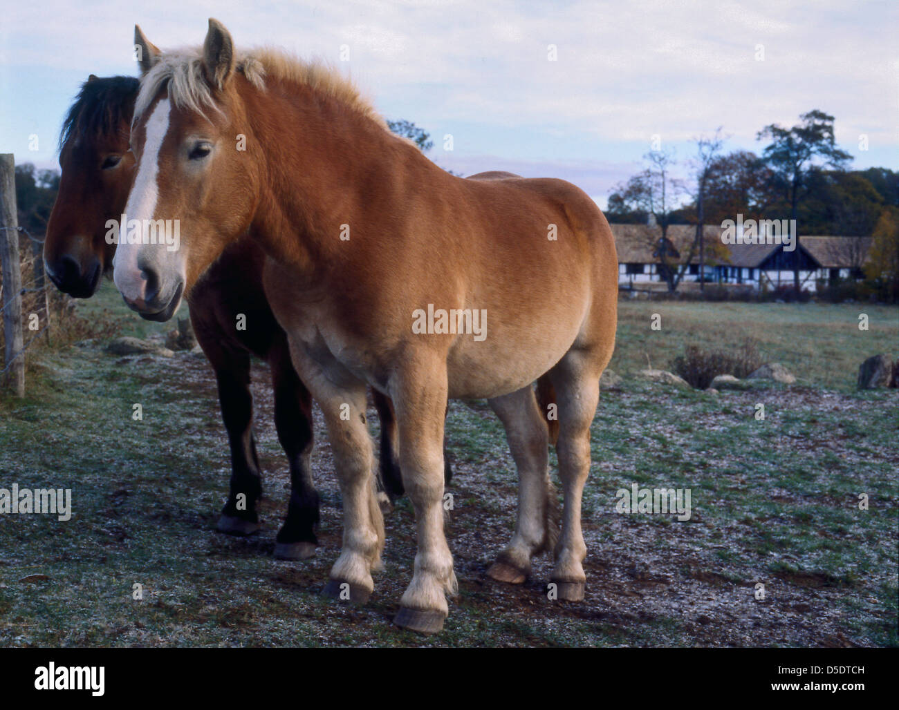 Panier-chevaux se reposant dans le coin de leur pâturage Banque D'Images