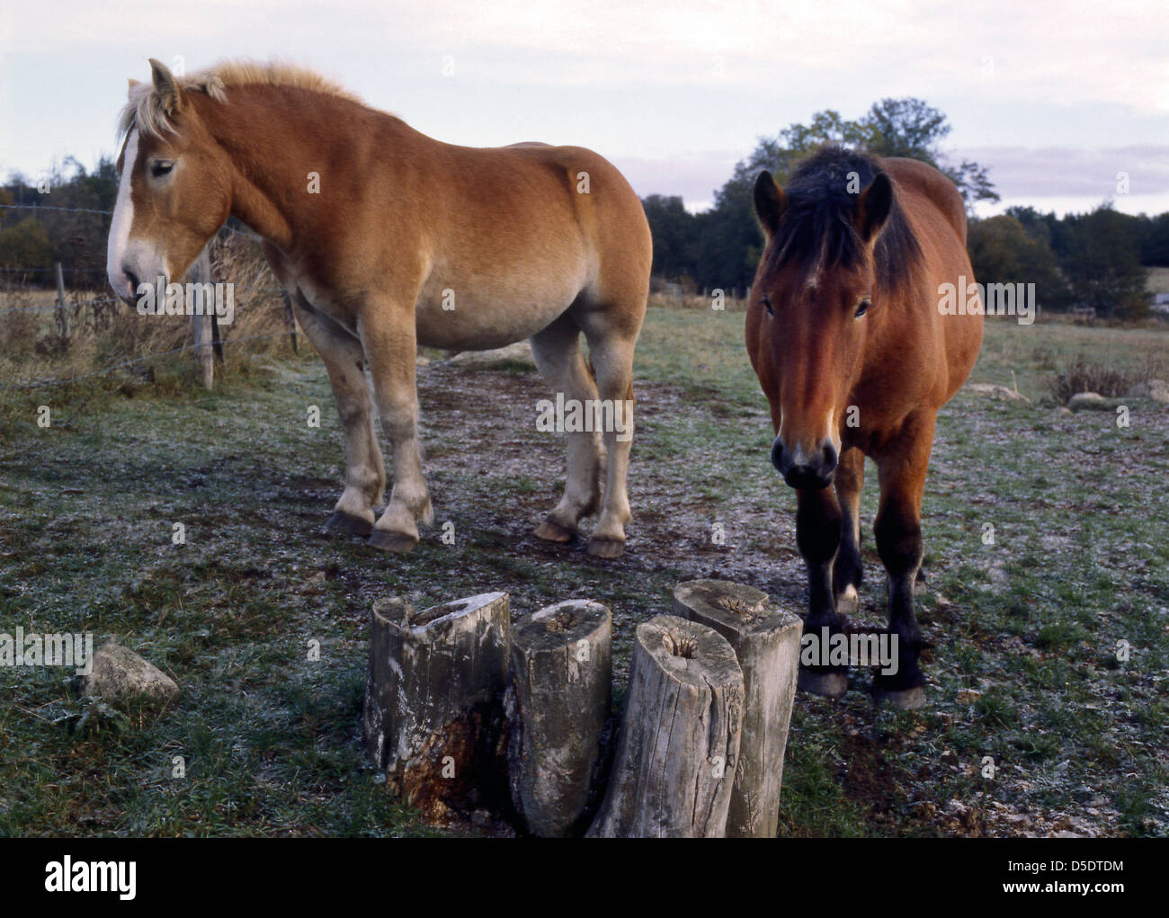 Panier-chevaux se reposant dans le coin de leur pâturage Banque D'Images
