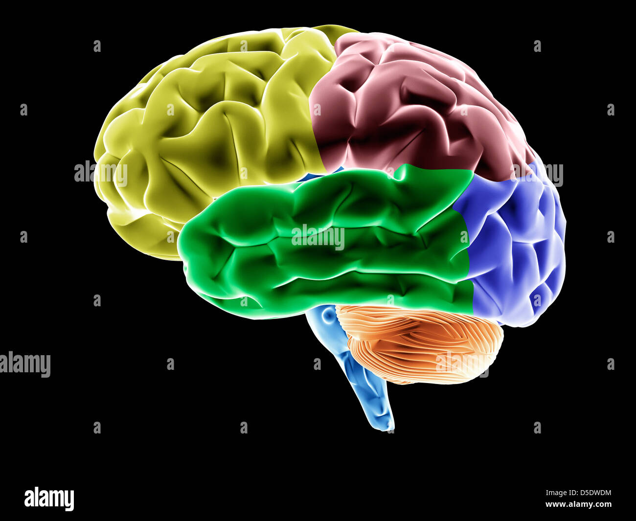 Modèle d'un cerveau, les lobes cérébraux en différentes couleurs. Banque D'Images