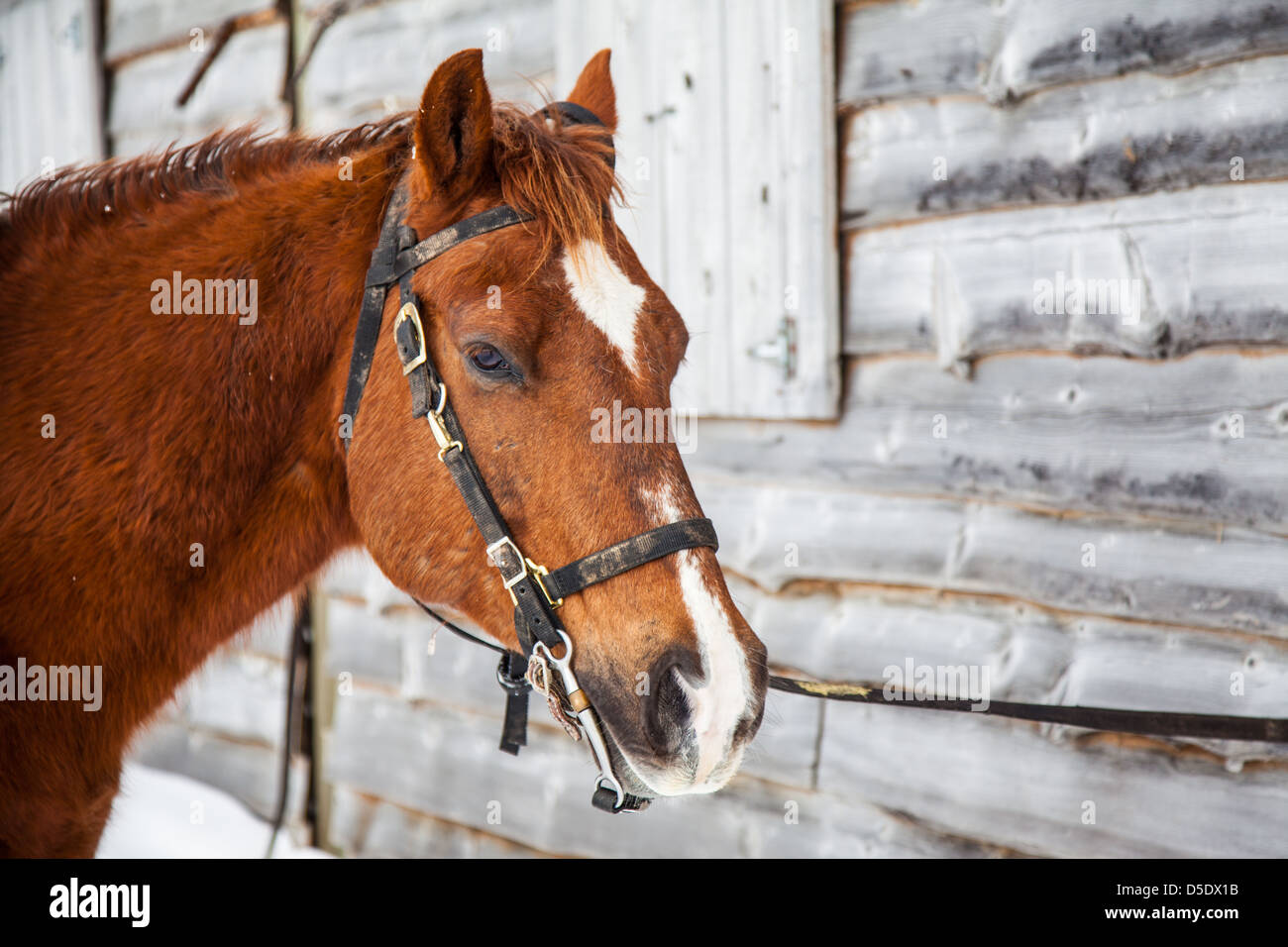 Un cheval avec mors est à côté d'une grange prête à être écurie après un trajet en hiver. Snowshoe, WV Banque D'Images