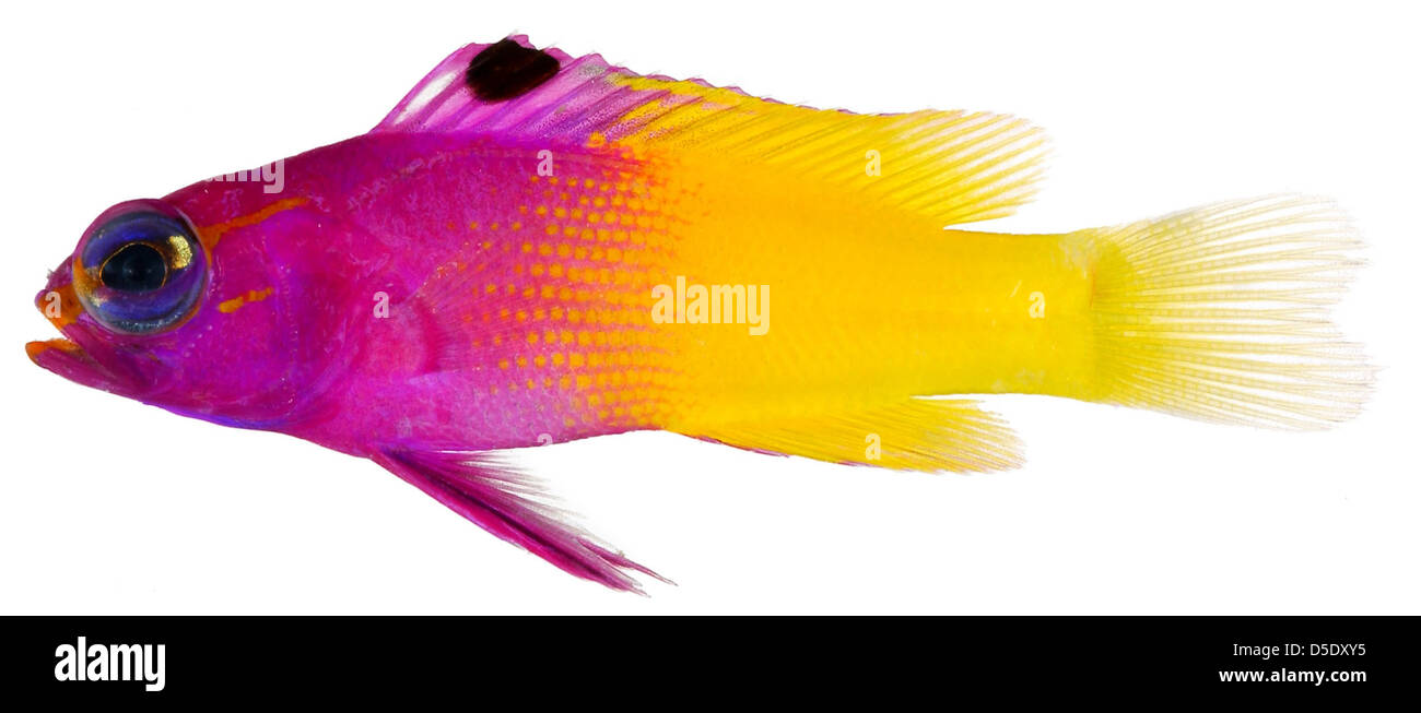 Une image du Royal Gramma (Gramma loreto), un poisson coloré trouvé dans les récifs coralliens du Belize. L'espèce est connue pour sa coloration jaune vif et violette. Banque D'Images