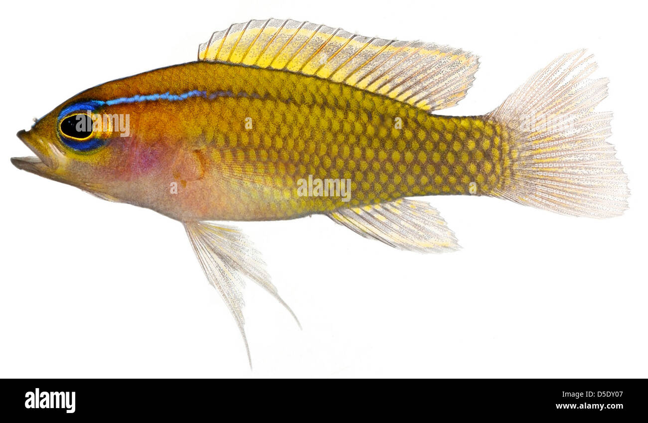 Une illustration détaillée du Lipogramma trilineatum adulte, connu sous le nom de Basslet Threeline, montrant sa coloration jaune vif typique de cette espèce trouvée au Belize. Banque D'Images