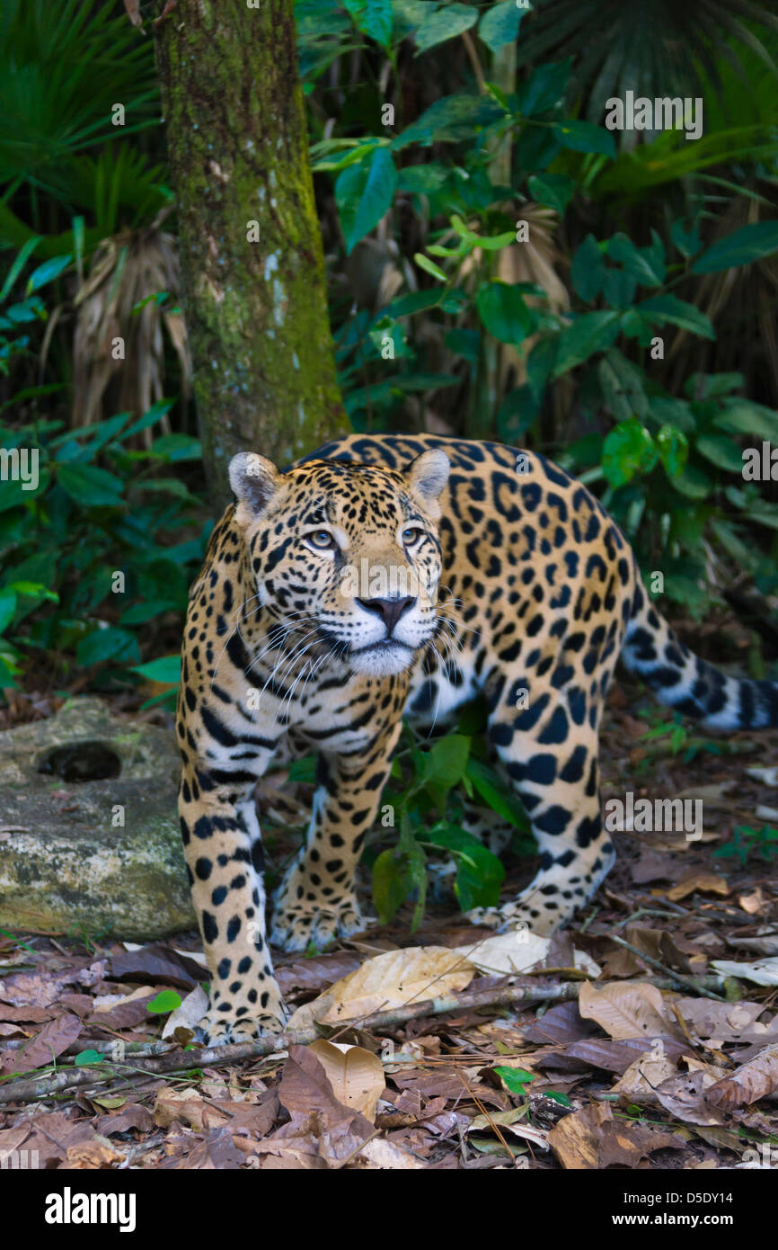 Jaguar, Bélize Banque D'Images