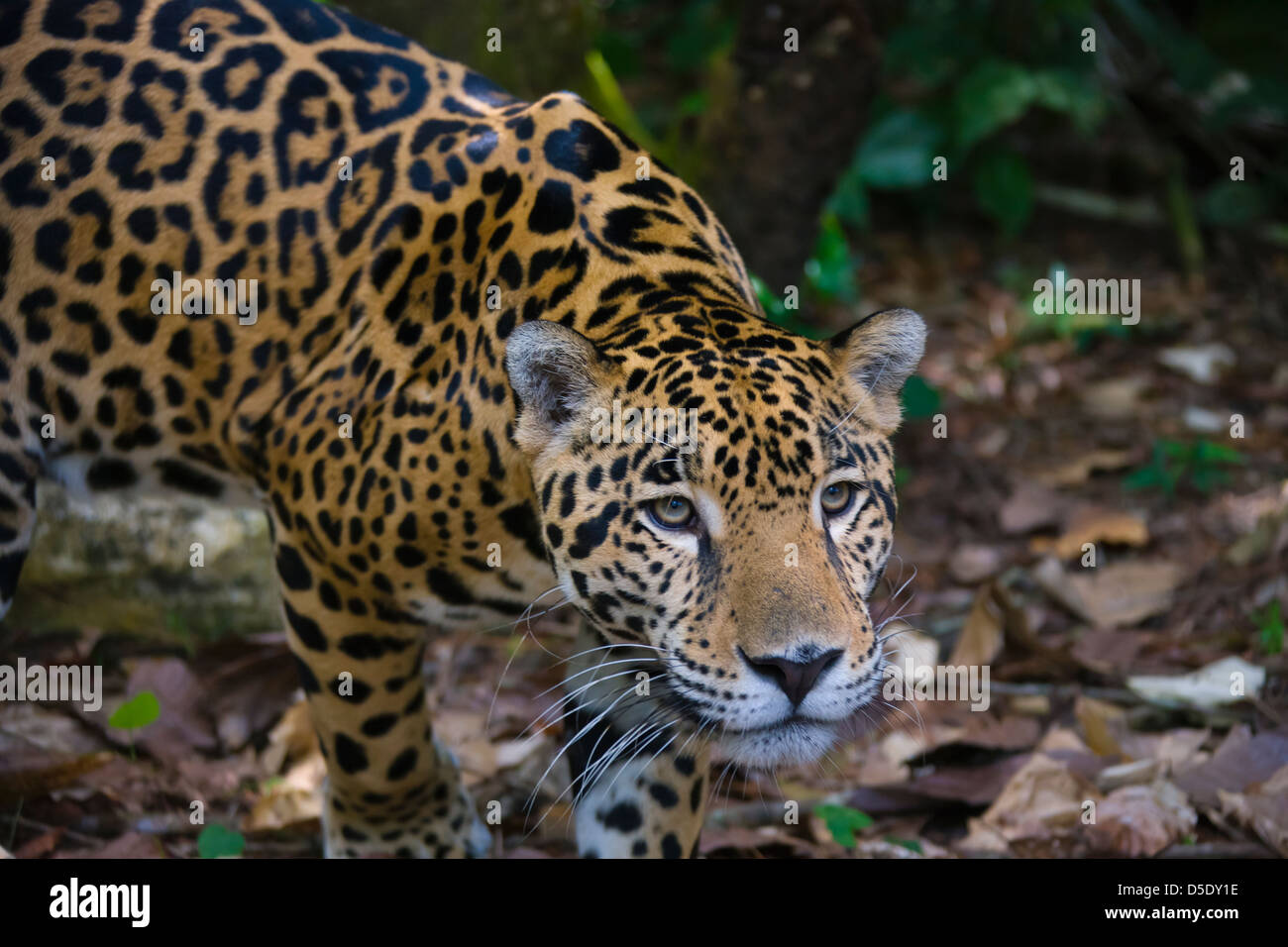 Jaguar, Bélize Banque D'Images