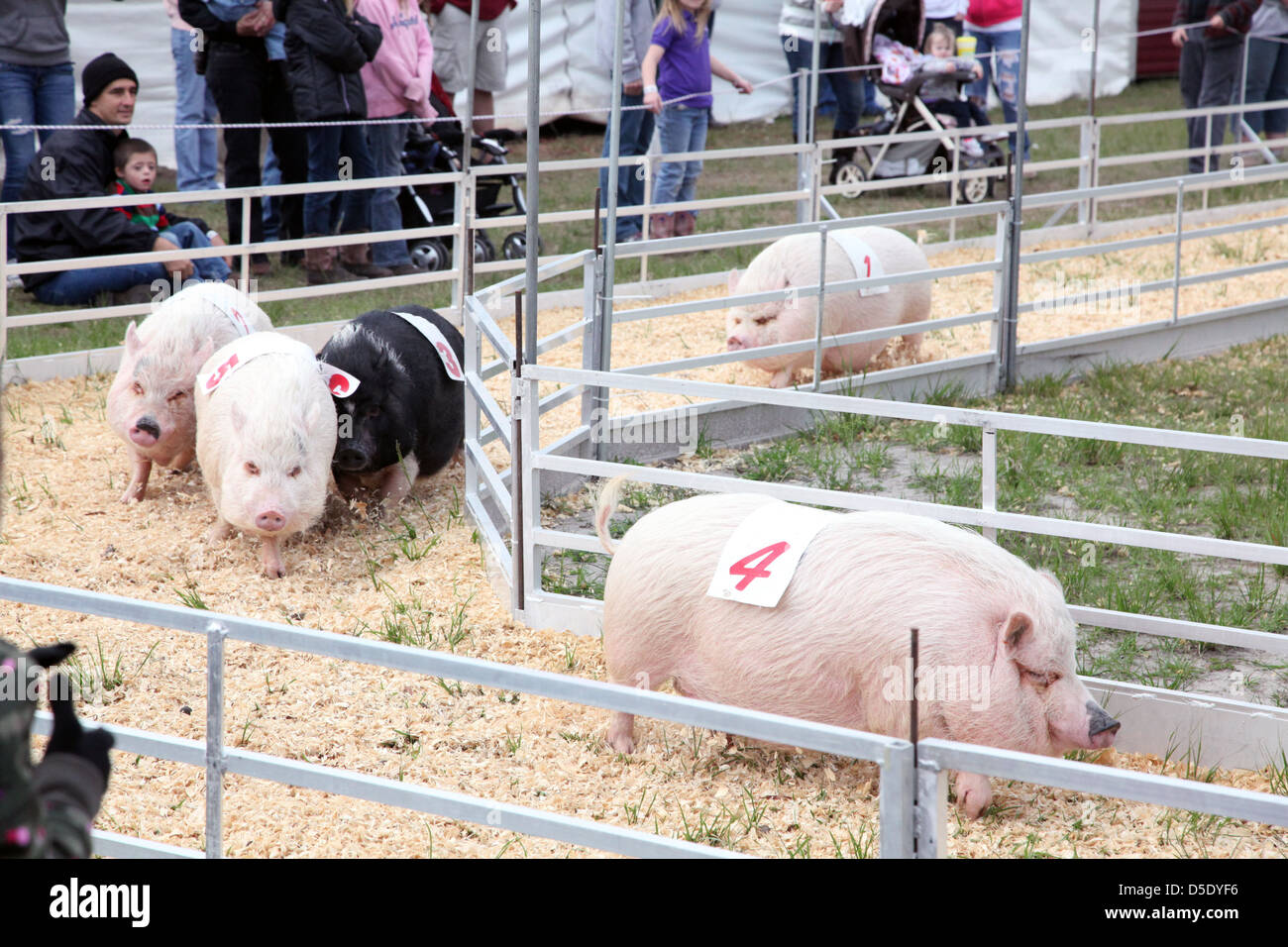 La race porcine à St Lucie County Fair, St Lucie, FL, USA Banque D'Images