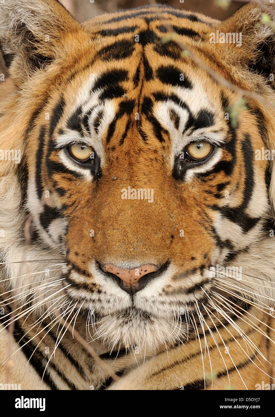 Un tigre mâle, pas trop heureux d'être réveillé. Banque D'Images
