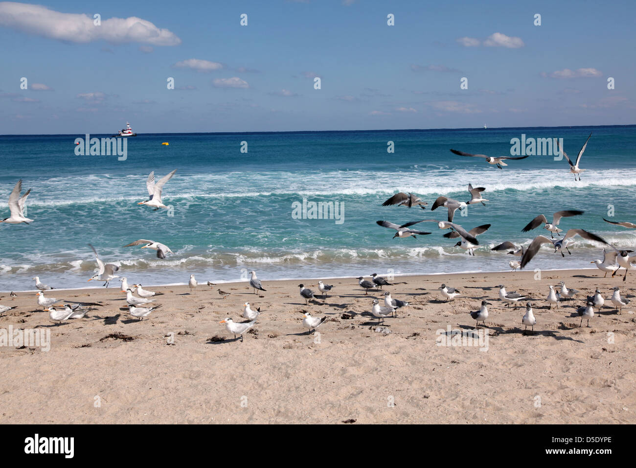 Mouettes sur la plage, Delray Beach, FL, USA Banque D'Images