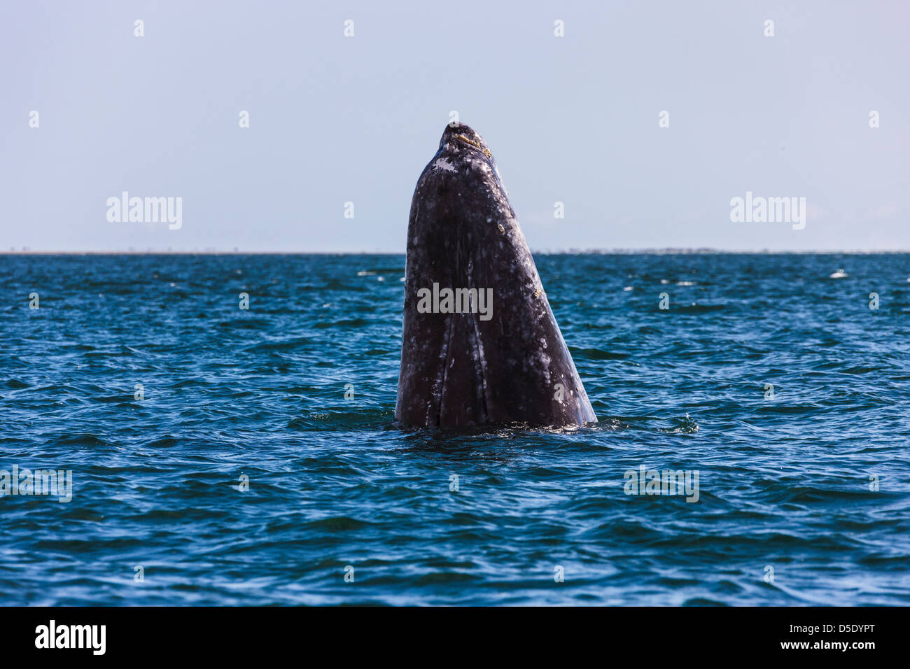 Baleine grise spyhopping dans la mer de Cortez, Baja California, Mexique Banque D'Images