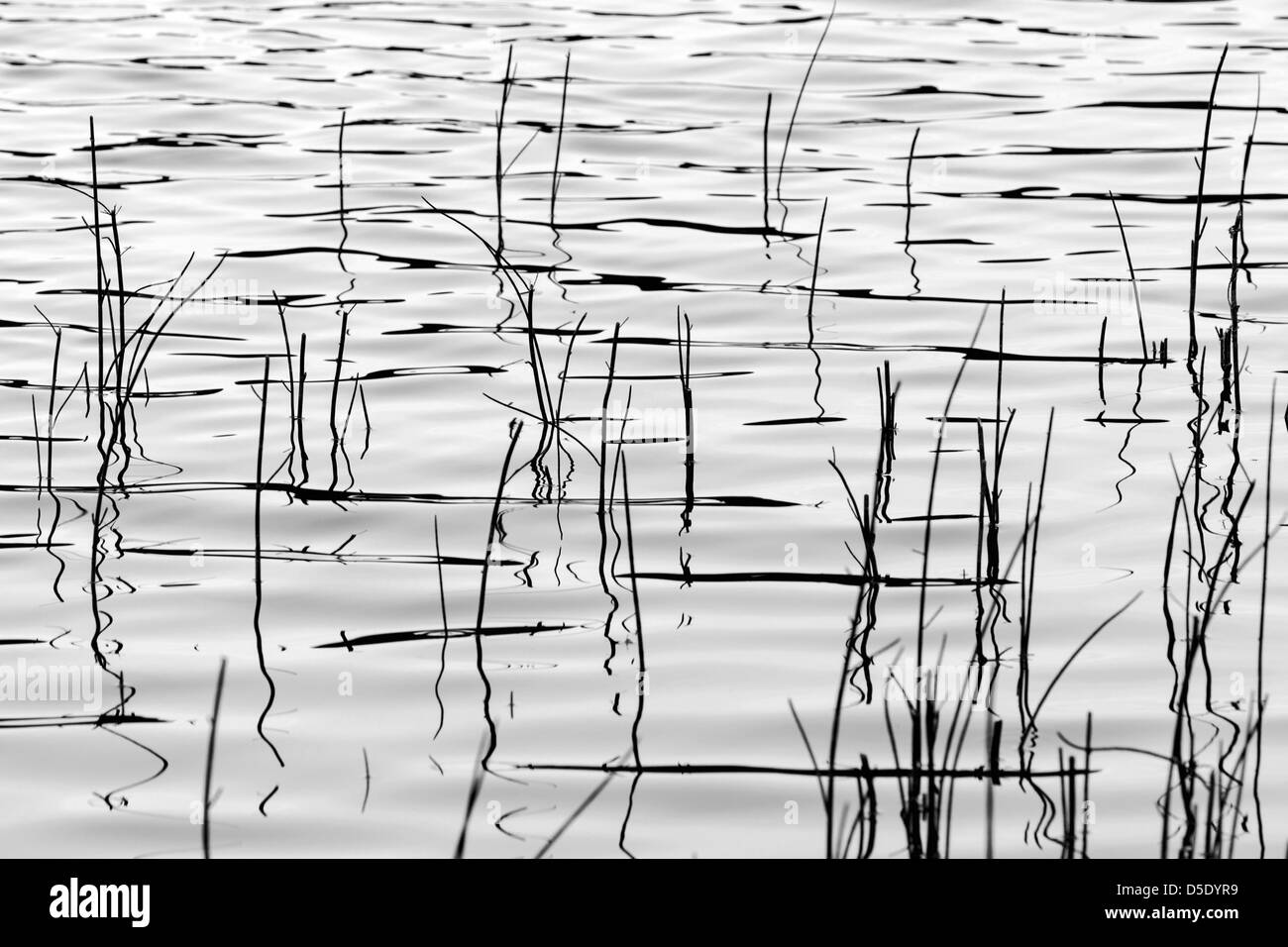 Marsh grass et de réflexions dans un lac de la toundra dans la section ouest de Denali National Park, Alaska, USA Banque D'Images
