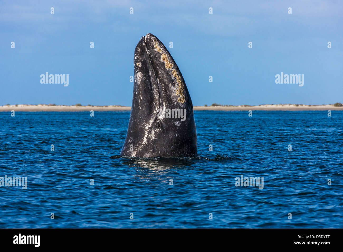 Baleine grise spyhopping dans la mer de Cortez, Baja California, Mexique Banque D'Images