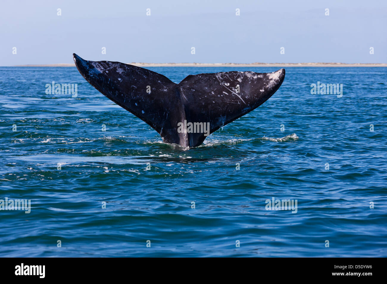 Queue de baleine grise dans la mer de Cortez, Baja California, Mexique Banque D'Images