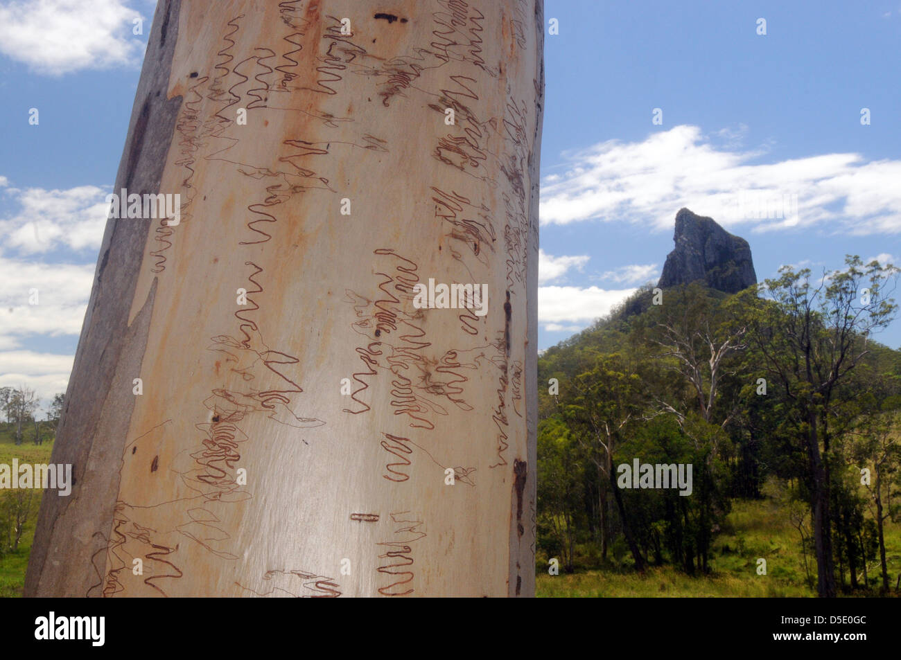 Scribblygum (Eucalyptus racemosa) woodlands sous Mt Coonowrin, Glasshouse Mountains National Park, Sunshine Coast, Queensland Banque D'Images