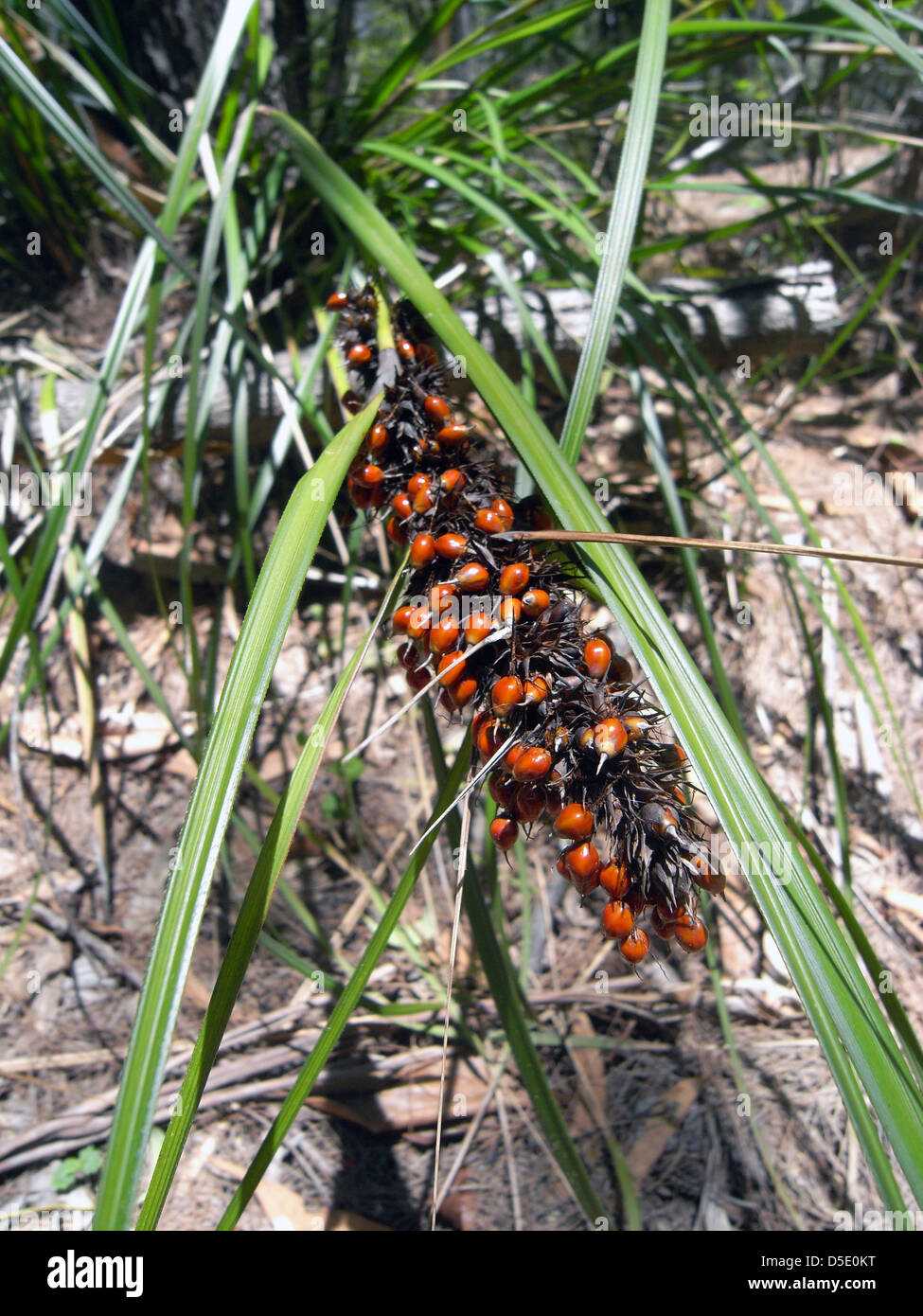 Graines d'swordgrass (Gahnia sieberiana), Glasshouse Mountains National Park, Queensland, Australie Banque D'Images