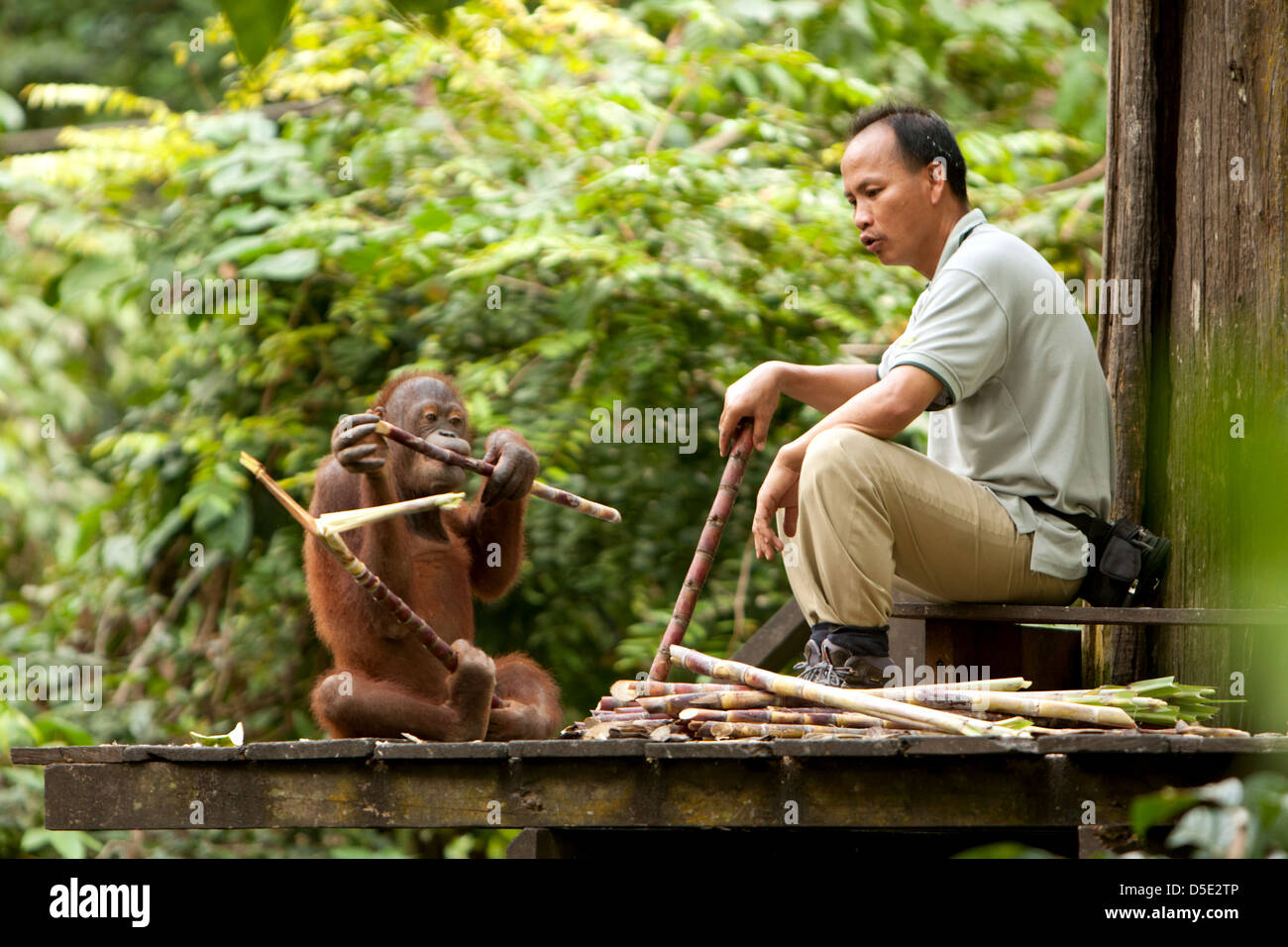 Un jeune orang-outan (Pongo pygmaeus) mange la canne à sucre d'un garde forestier du parc Banque D'Images