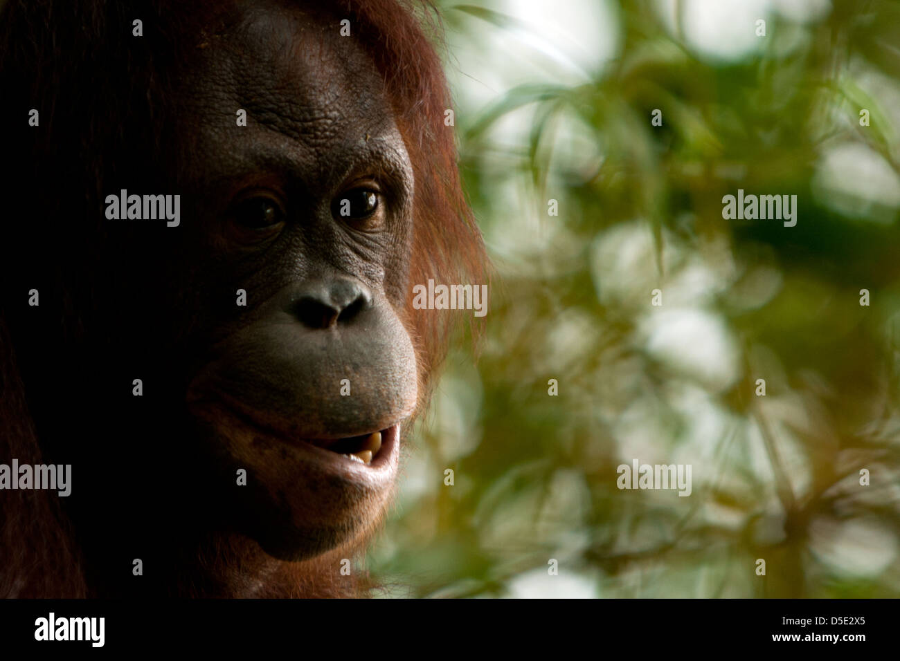 Orang-outan (Pongo pygmaeus) se balançant dans les arbres Banque D'Images