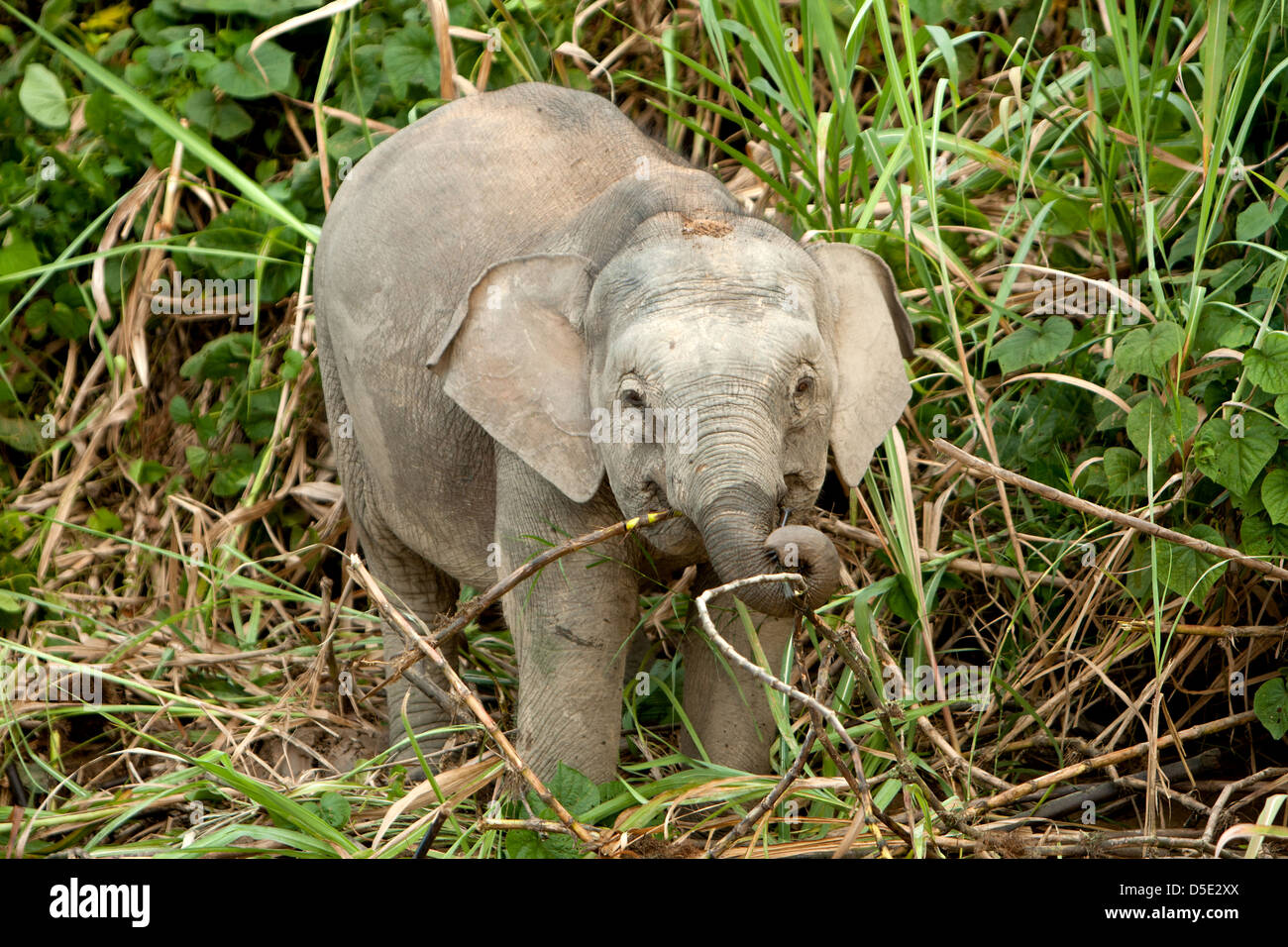 Un jeune éléphant pygmée Bornéo (Elephas maximus borneensis) Banque D'Images