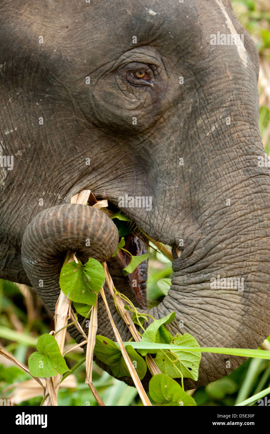 Un éléphant pygmée Bornéo (Elephas maximus borneensis) Banque D'Images