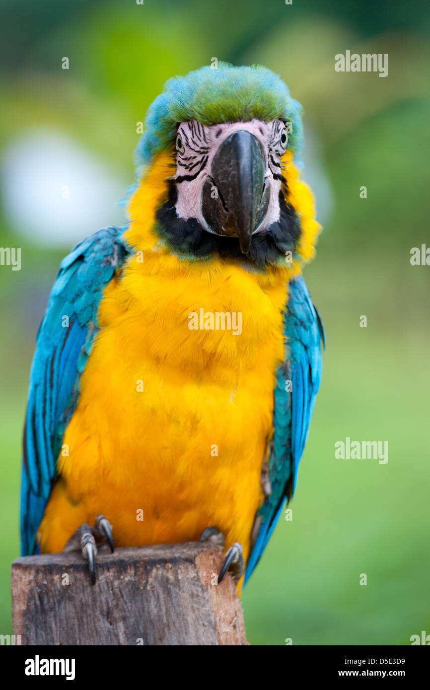 Un bleu-et-jaune Macaw (Ara ararauna) dans la forêt amazonienne Banque D'Images