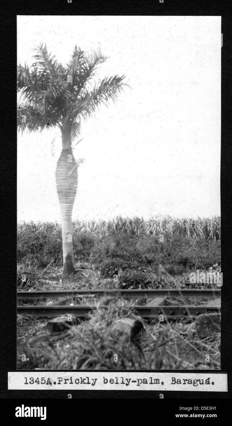 Une photographie du palmier Prickly Bell situé à Baragu, Cuba, montrant ses caractéristiques uniques et sa place dans les études botaniques locales. Banque D'Images