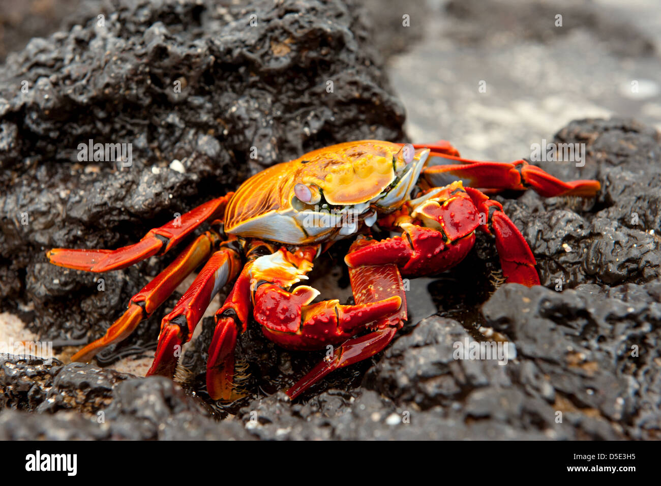 Sally Lightfoot crabe ou tourteau rouge (Grapsus grapsus) manger la griffe du crabe un autre Banque D'Images