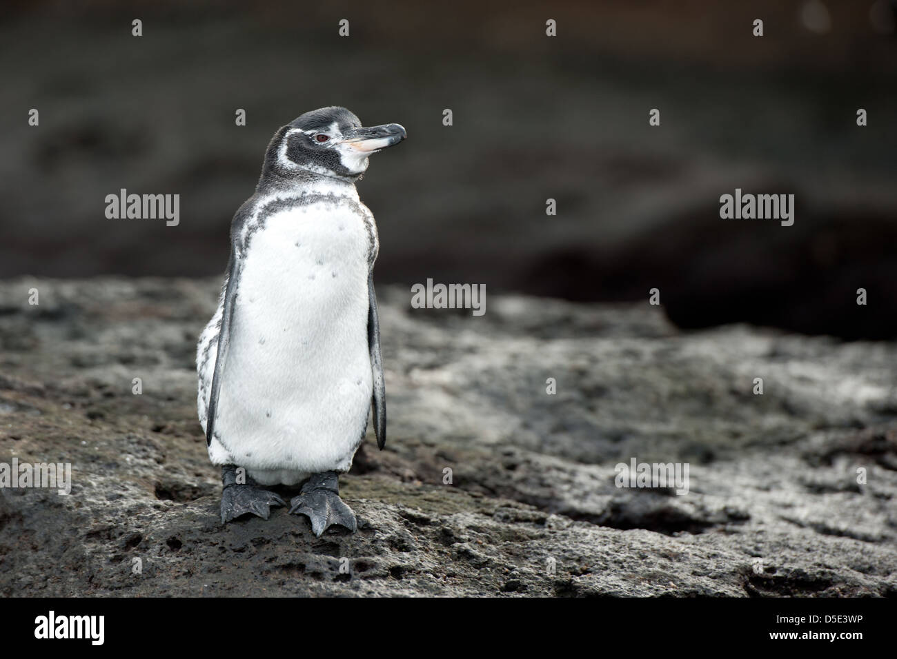 Un Galápagos (Spheniscus mendiculus) Banque D'Images