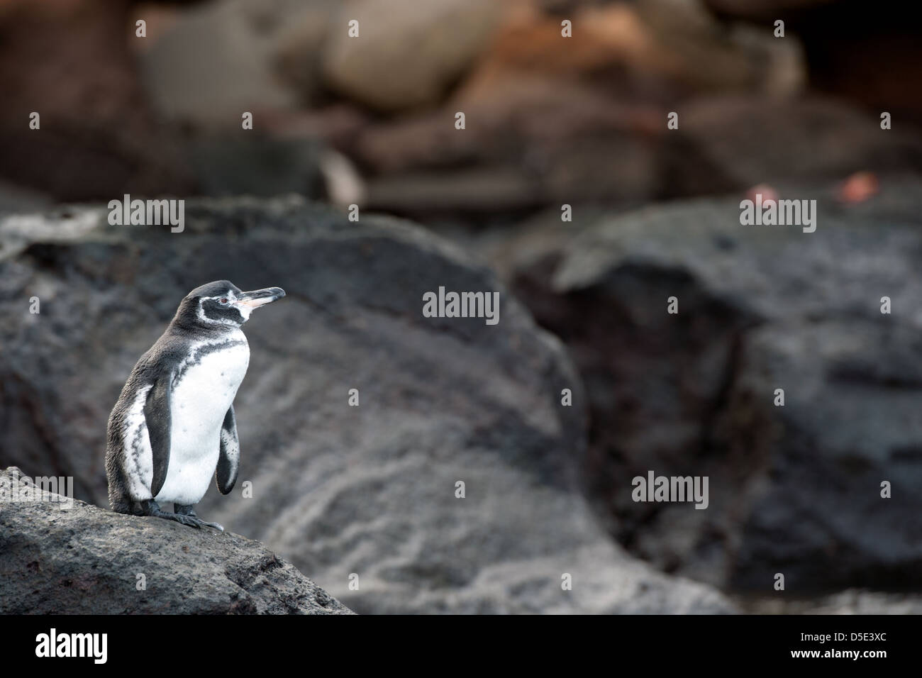 Un Galápagos (Spheniscus mendiculus) Banque D'Images