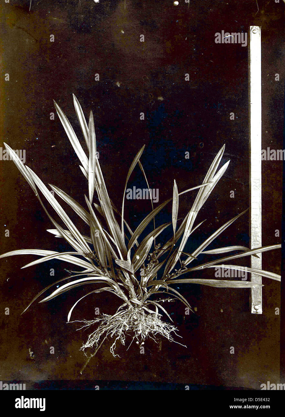 Spécimen de Calytrocarya, un genre du règne végétal, photographié pour les Archives de la Smithsonian institution. La collection fait partie de la recherche botanique de l'institution. Banque D'Images