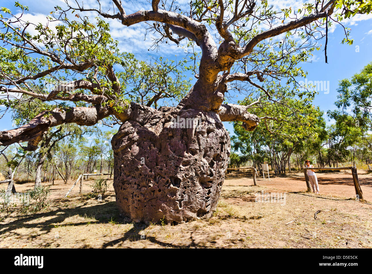 L'Australie, Australie occidentale, Derby, Prison Baob Tree Banque D'Images