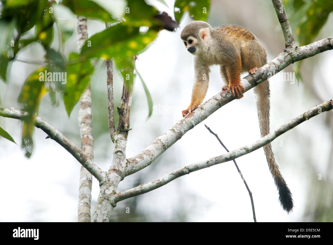 Un singe écureuil (Saimiri macrodon cassiquiarensis) Banque D'Images