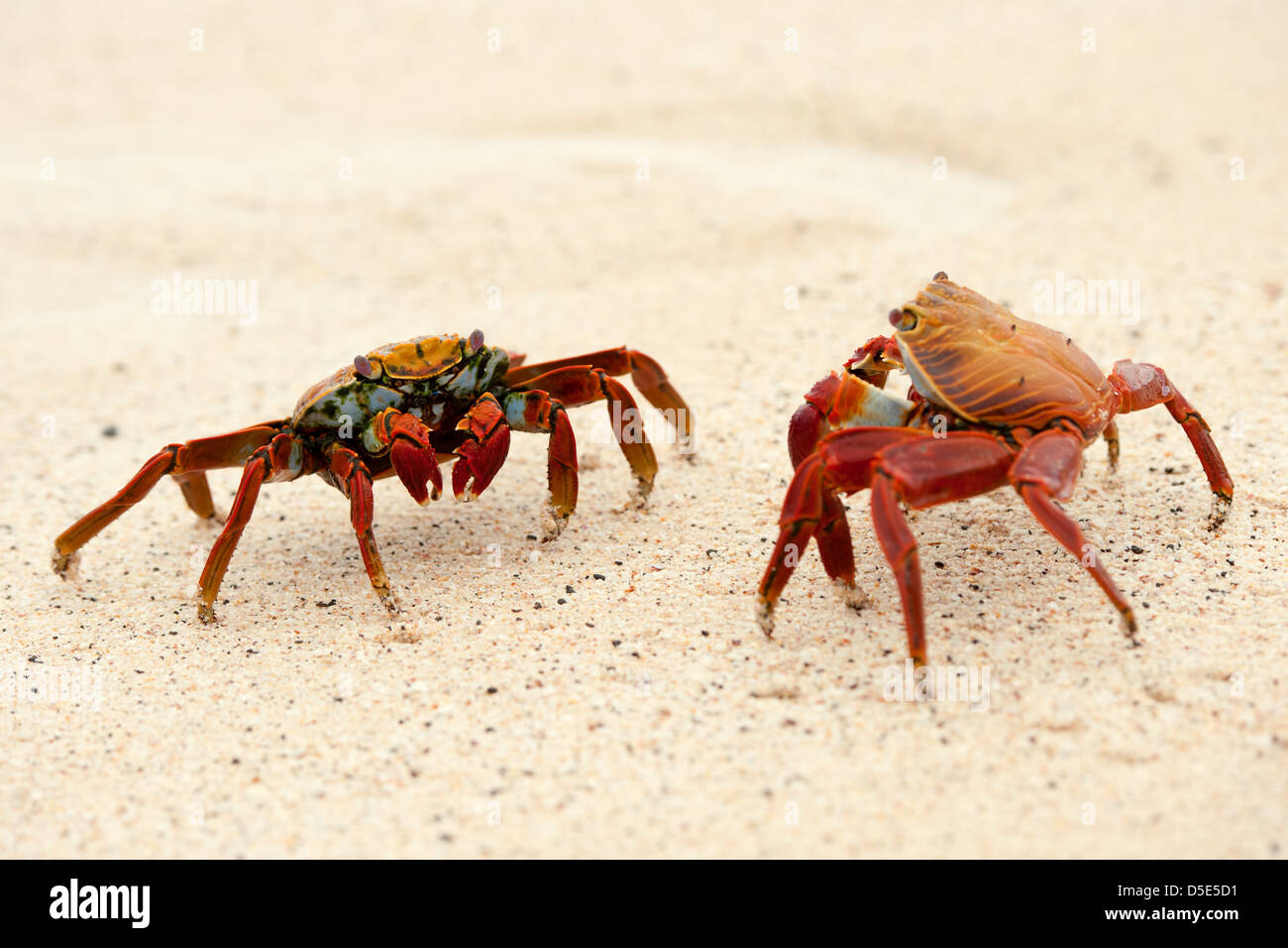 Sally Lightfoot crabe ou tourteau rouge (Grapsus grapsus) lutte contre Banque D'Images