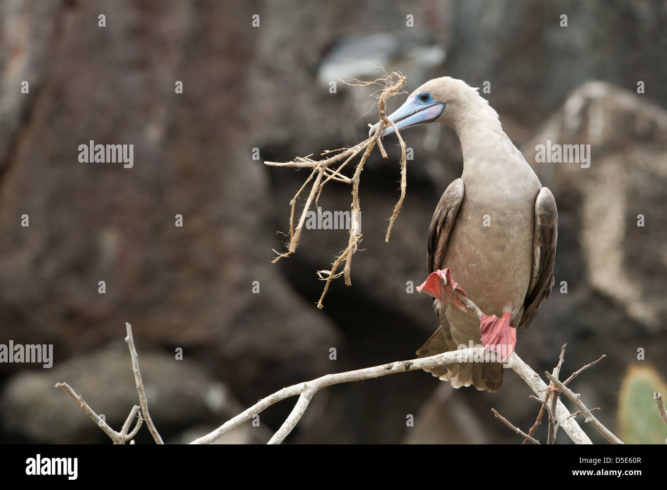 Le Fou à pieds rouges (Sula sula) assis dans un arbre avec le matériel du nid dans son bec Banque D'Images