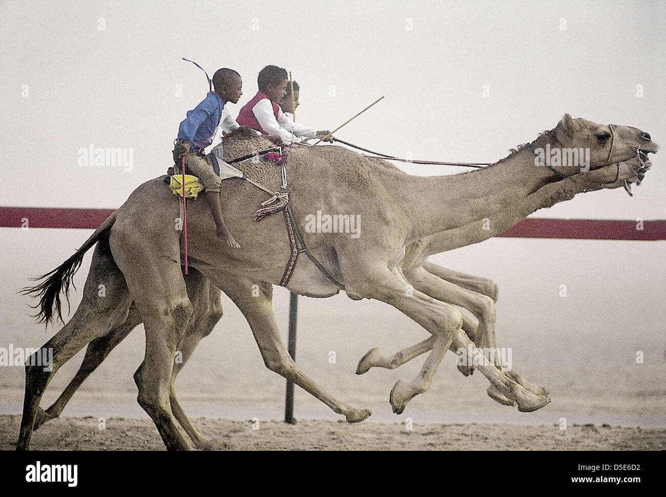 La course de chameaux à Dubaï, au nad el sheba piste. Banque D'Images