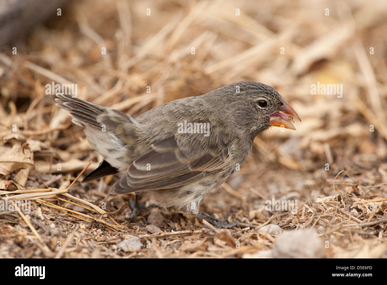 Darwin's Finch Finch (Geospiza Galapagos ou PSP) Banque D'Images