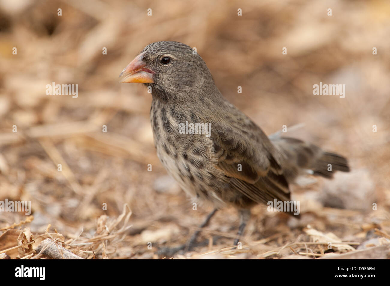 Darwin's Finch Finch (Geospiza Galapagos ou PSP) Banque D'Images