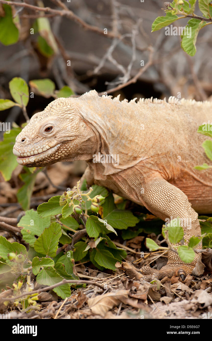 Une Sante Fe Land iguana (Conolophus padillus) Banque D'Images