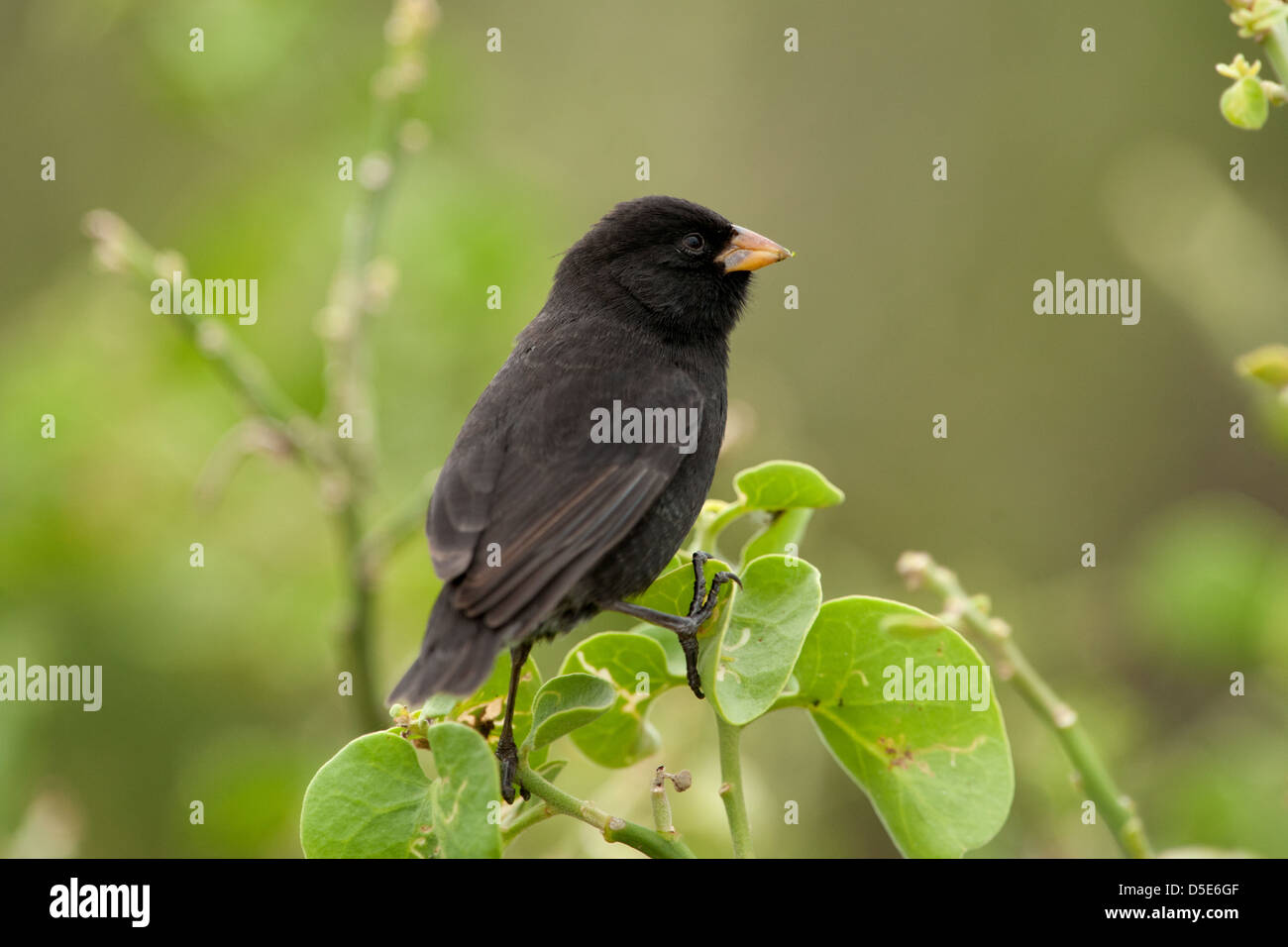 Darwin's Finch Finch (Geospiza Galapagos ou PSP) Banque D'Images