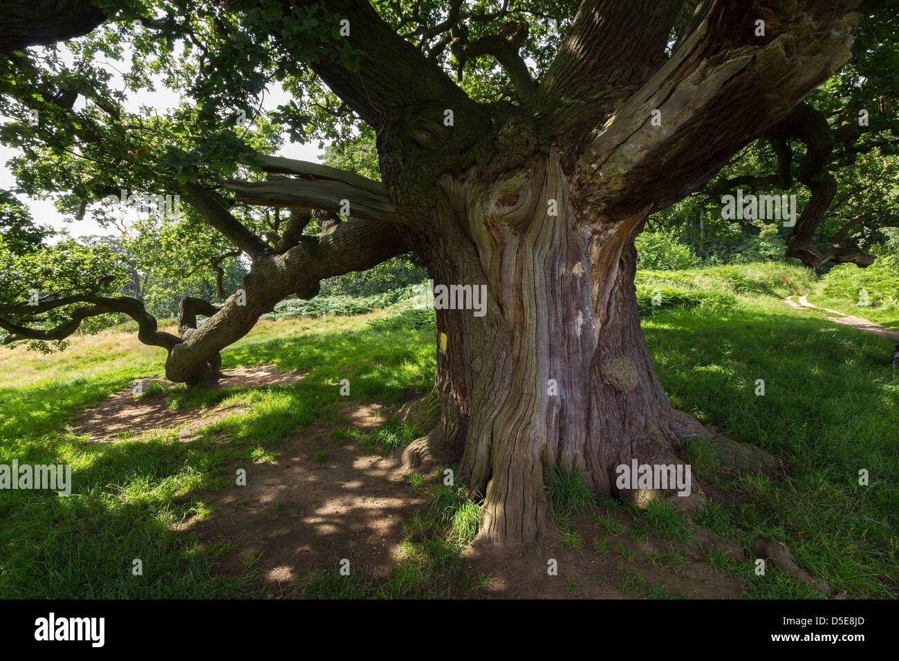 Arbre de chêne anglais antique dans la région de la forêt près de Calke Abbey, Ticknall, Derbyshire, Angleterre, RU Banque D'Images