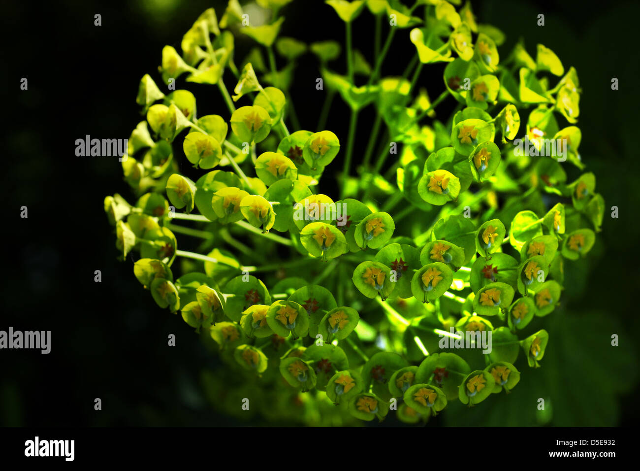 Close up d'Euphorbia characias subsp. Wulfenii capitule. Banque D'Images