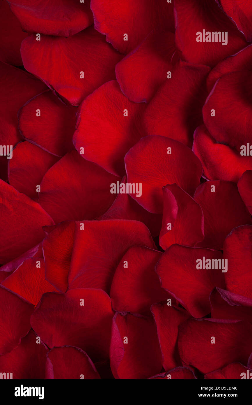 Pétales de rose rouge ou fond texture organique Banque D'Images